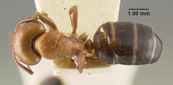 Media type: image;   Entomology 21533 Aspect: habitus dorsal view